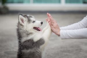 A person giving a high five to a dog